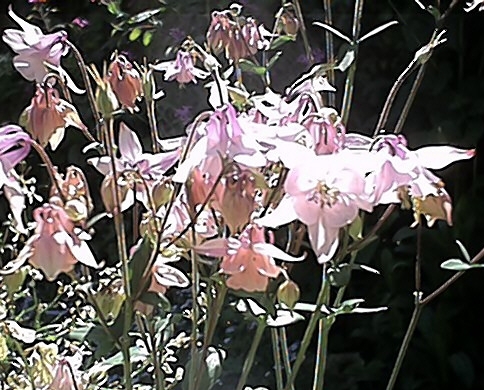 Pink Aquilegia (4 May)